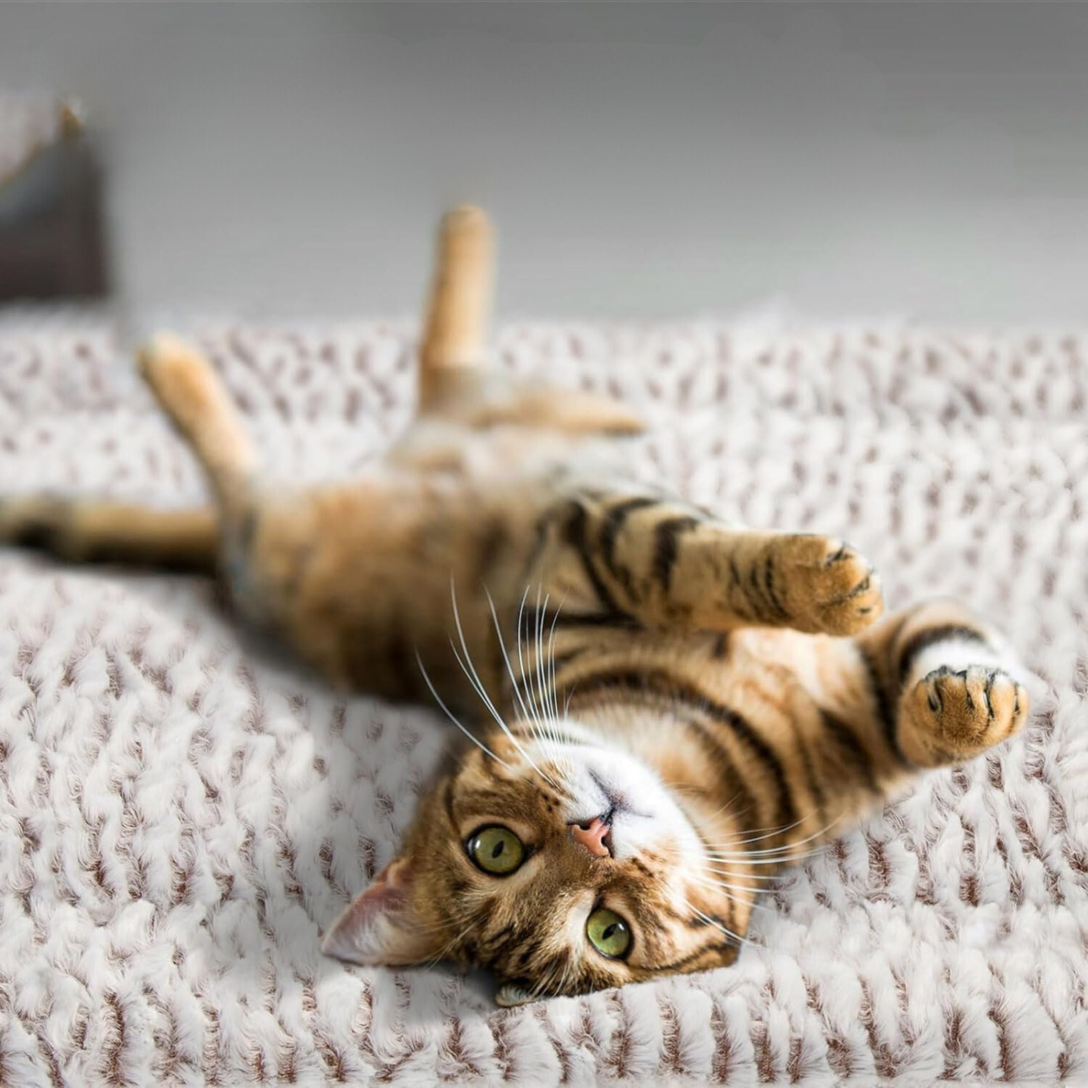 Self-Warming Pet Mattress