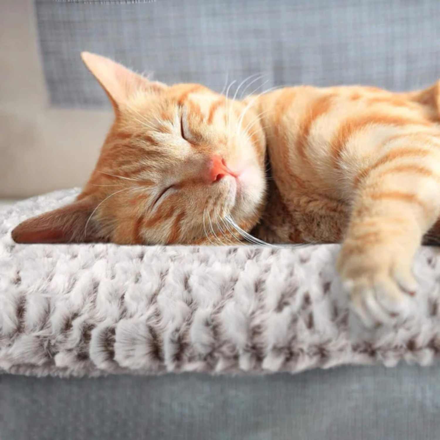 Self-Heating Pet Mat - Developaw - Cat Sleeping