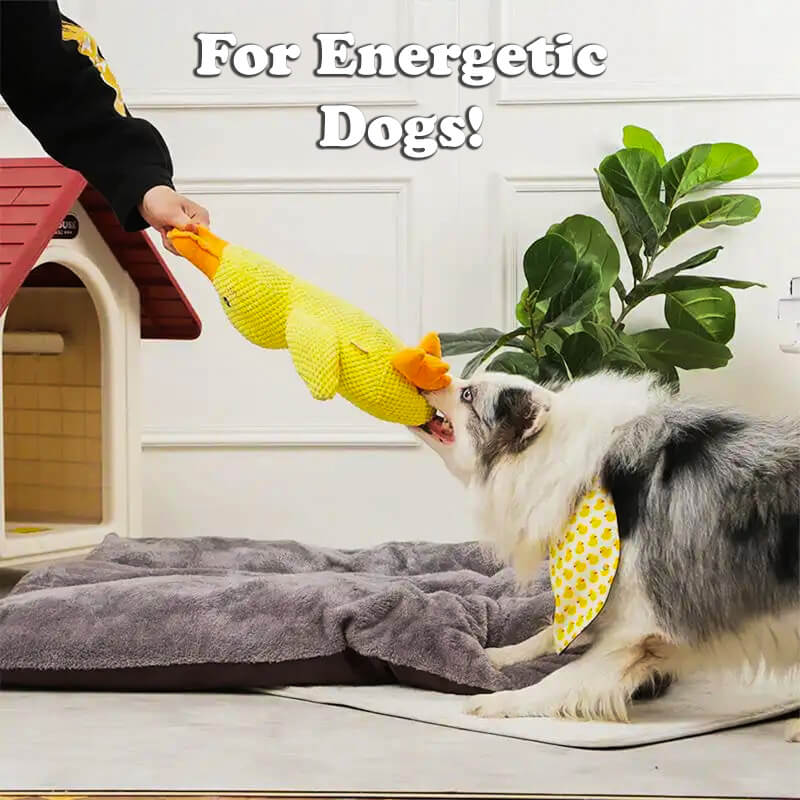 BuddyDuck - Dog Companion