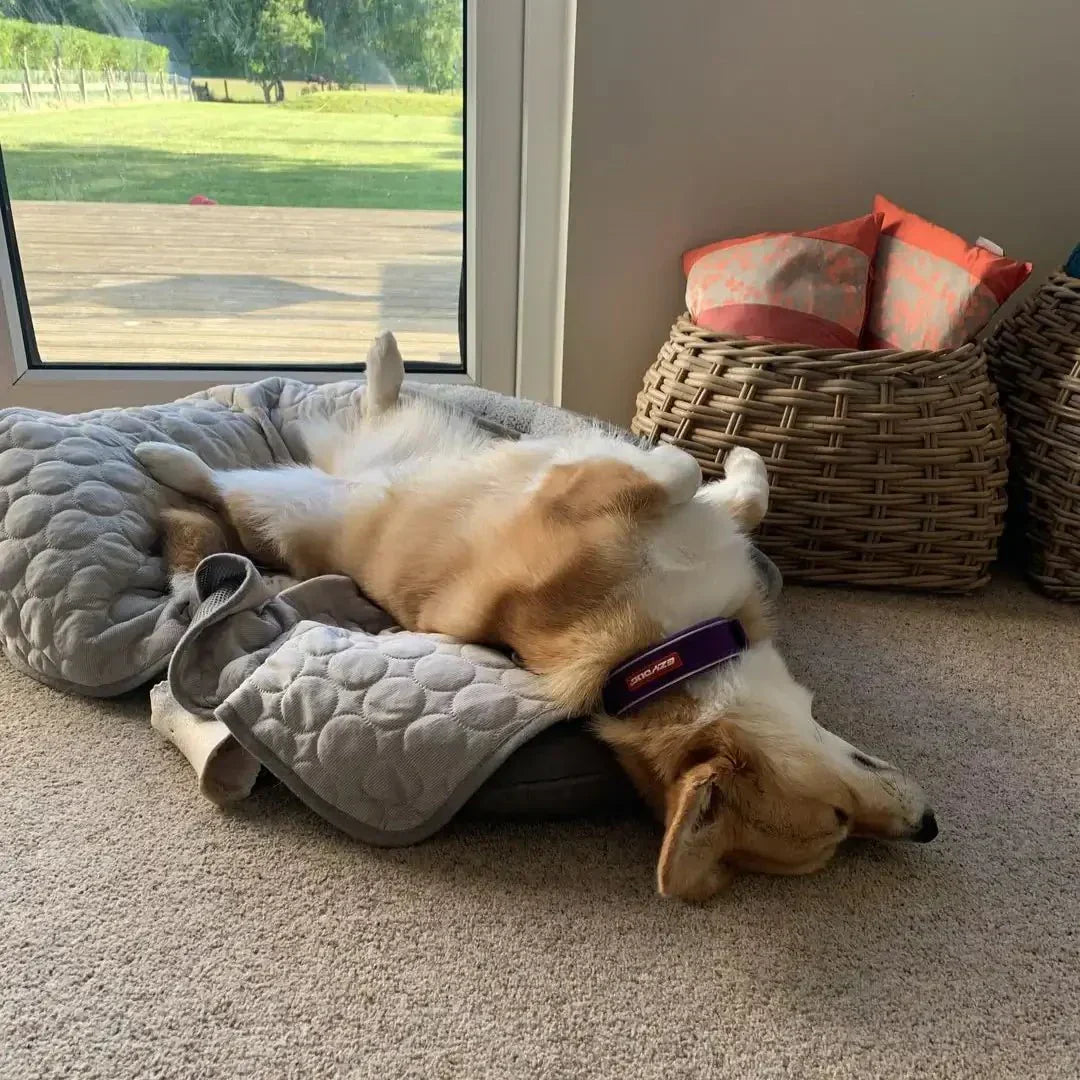 IcePaws Cooling Mat